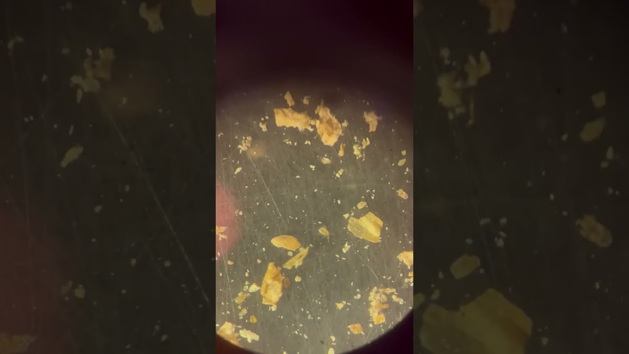 Amblyseius californicus - хищный клещ