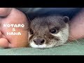 カワウソコタローとハナ 足の間からこっそり覗いて見つかるコタロー Otter Kotaro&Hana Hiding Between My Legs