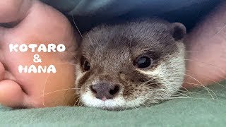 Otter Kotaro&Hana Hiding Between My Legs