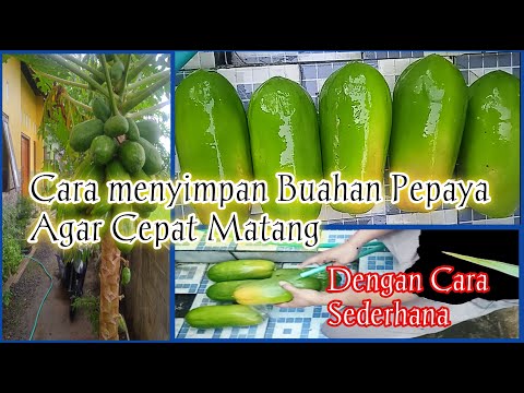 Cara Membuat Pepaya Cepat Matang