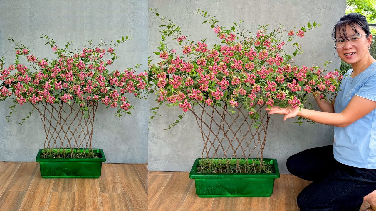 Уникальные идеи для забора из зелёных деревьев, подходящие для любого пространства