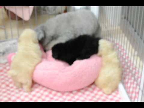 ひまわりと子犬たち