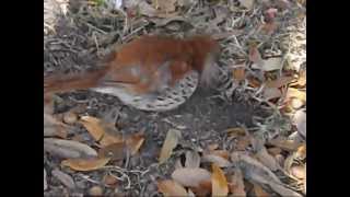BROWN THRASHER 800x600