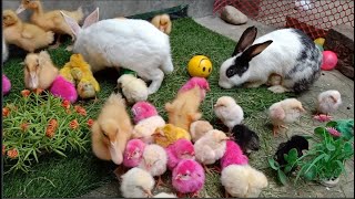 World of cute chicks,Colorful chicks,Ducks,Rabbits,Cute cat,Turtle,Colorful fish,Cute animals,Swans