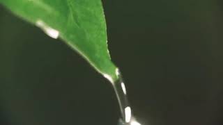 PLANT TREES - SAVE EARTH