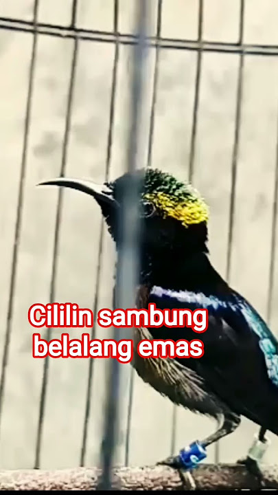 konin isian cililin sambung belalang emas#shortsvidio #shortsfeed