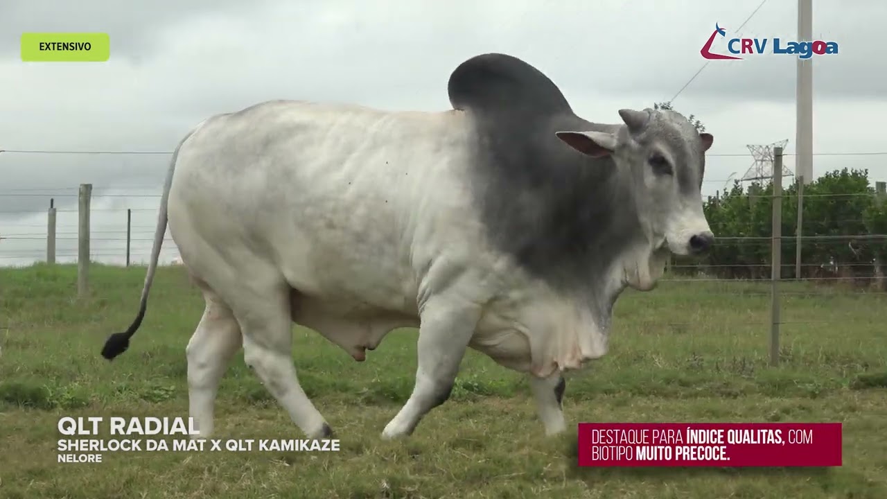 QLT RADIAL DA CAPIVARA - NELORE - 08476