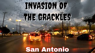 NIGHTLY GRACKLE INVASION ON S.W. MILITARY DRIVE SAN ANTONIO by 1DayInLife 309 views 1 year ago 1 minute, 10 seconds