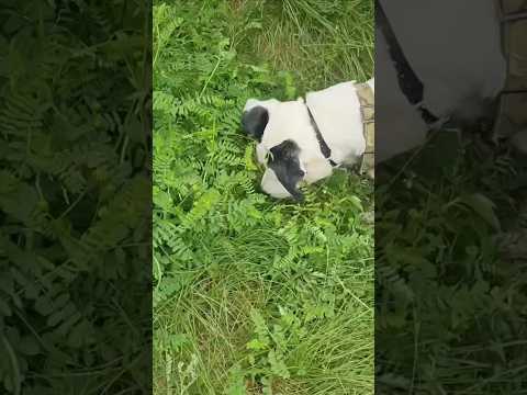 Epic Showdown Agent Vs Grandma Toad Rare Footage Of An Epic Battle ToadLife AnimalShowdown 