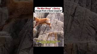 #handwork #Manufacturing #Build #Creativity #Repair #DIY #challenge #Treasurehunt #Animalworld