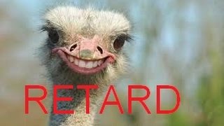 RETARDED ANIMALS