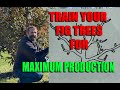 Best fig tree training method prune for maximum production
