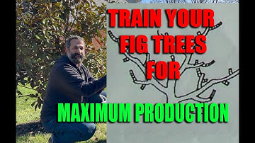 BEST Fig Tree Training Method: Prune for Maximum Production