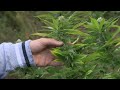 Charente  cbd charentais cultive du cannabis en toute lgalit