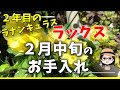 ラナンキュラスラックス/２月中旬/うどん粉対策/置き肥と液肥を併用/葉っぱを取る？取らない？/早咲きランキング/エリス開花株購入/不調株植え替え