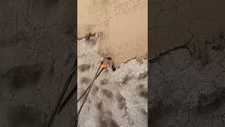 Paint Removal by Heat Technique #shorts #work