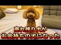 安売り犬が金持ち犬になったよ【トイプードル】