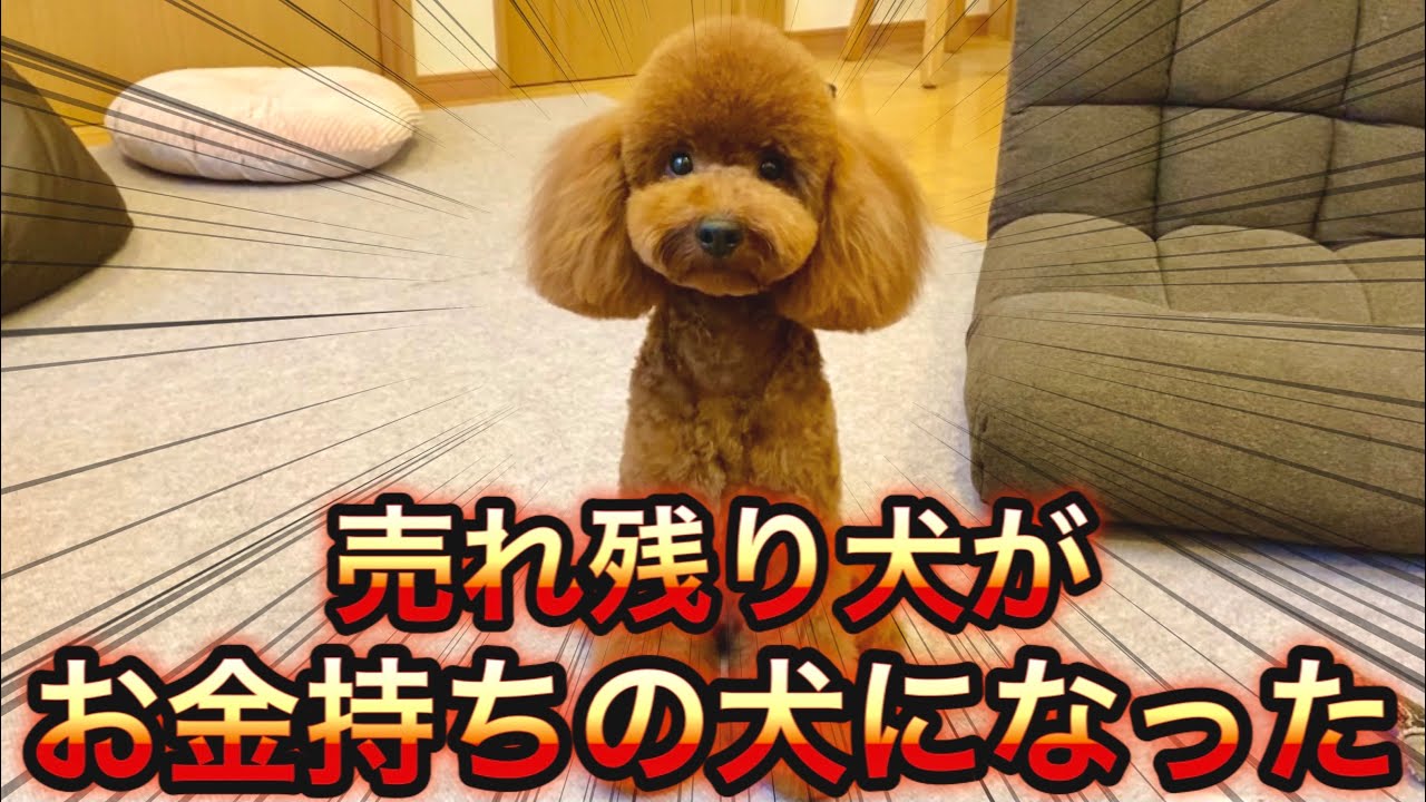 安売り犬が金持ち犬になったよ トイプードル Youtube