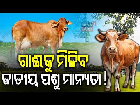 ଗାଈକୁ ମିଳିବ ଜାତୀୟ ମାନ୍ୟତା Cow as India's National Animal? Muslim Organizations Back Demand