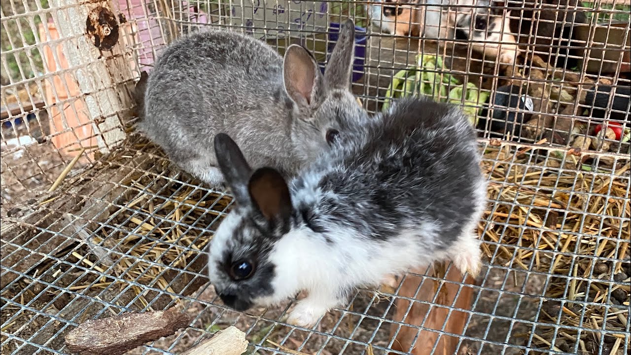 God I thank you for this opportunity. I hope my rabbits put a smile on ...