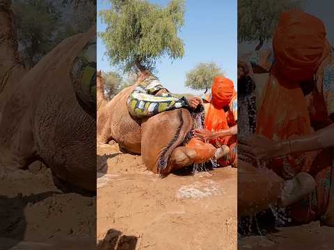 فتاة سرائي ة تبتكر حيلة ذكي ة لتبريد الجمل بوضع جر ة بين رجليه