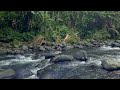 Relaxing River Sound with Gentle Stream Flow – Calm Nature Ambience for Sleep &amp; Focus