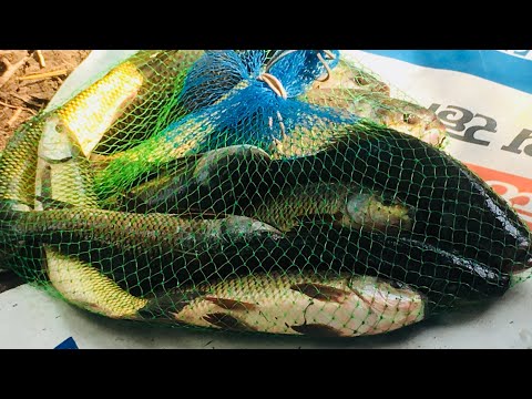 Rohu and Katla fish