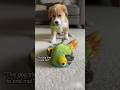 #parrot #funny #funnyvideos #comedy #ComedyShorts #reelsinstagram #policeofficer #parrotlover