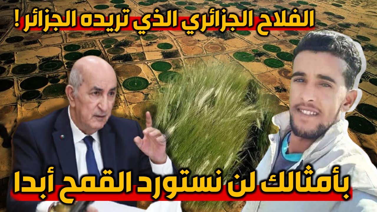 لن تصدق الحدث الذي صنعه شاب جامعي من واد السوف وهكذا رد الرئيس تبون على زراعة القمح في الجزائر