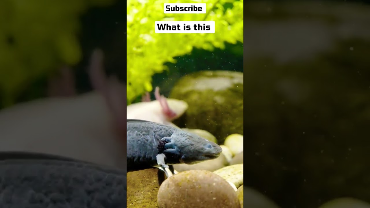 What Is This Fish Name shorts youtubeshorts funny YouTube what-is-this-fish-name-shorts-youtubeshorts-funny-youtube