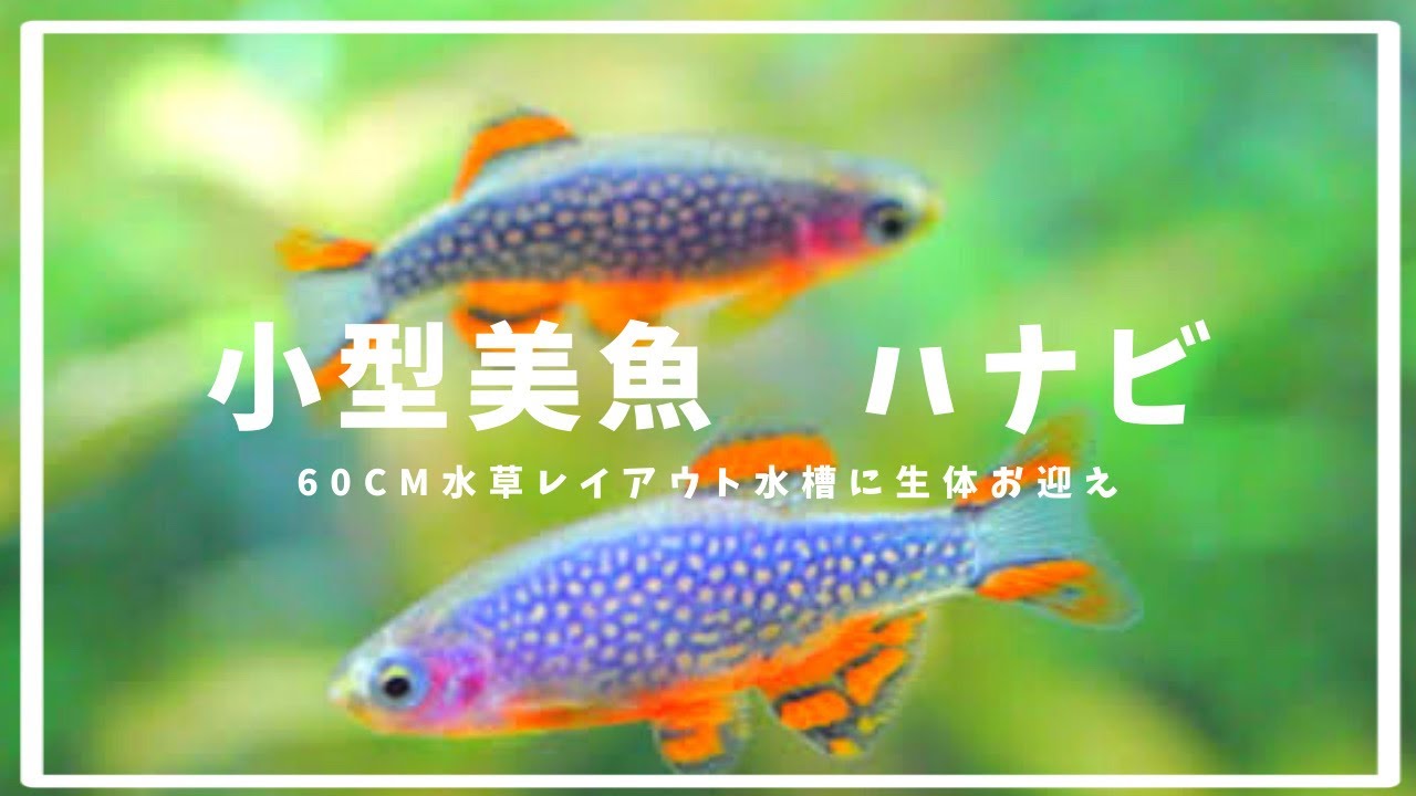 60cm水槽 水草レイアウトに小型美魚お迎えしました。＃アクアリウム 