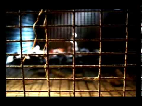 The Punch And Judy Show - I Don't Think It's Me - YouTube Ludovico Cipriani