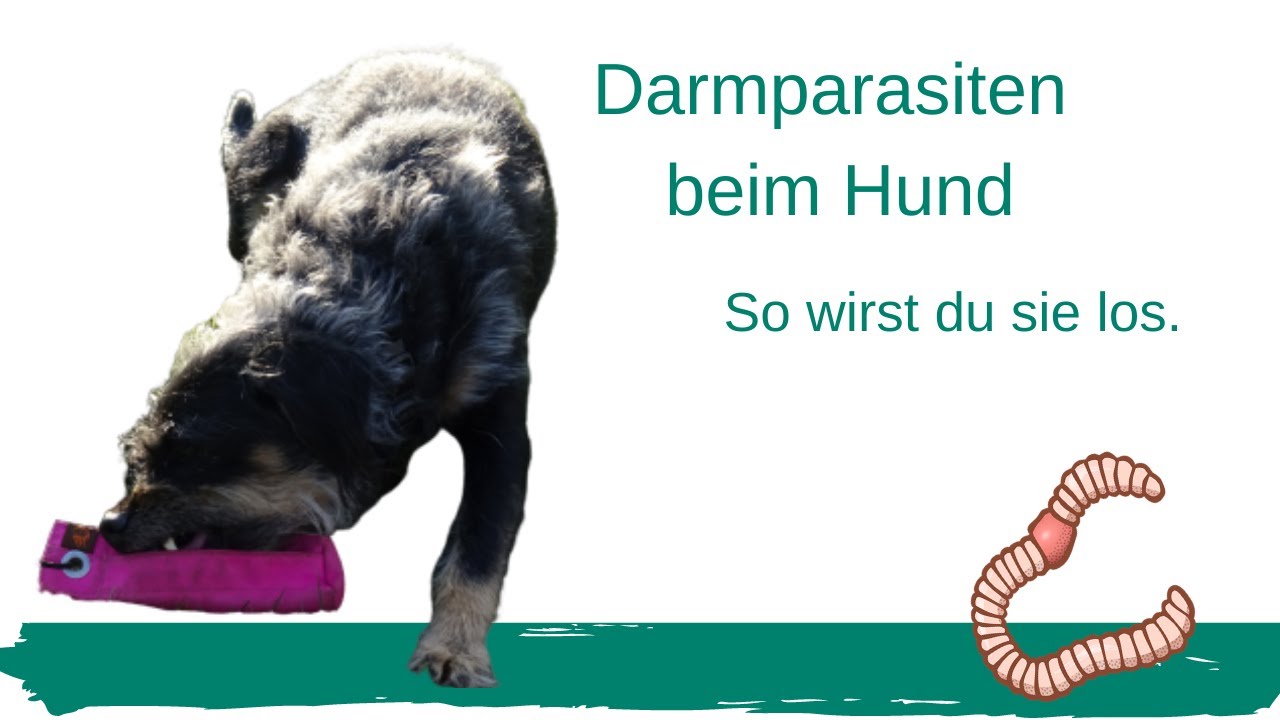 Parasiten Im Darm Beim Hund www.youtube.com