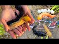 Top 5 Videos | Found And Catch A Lot Of Betta In The Rice Field Like Galaxy Betta And Axolot Fish
