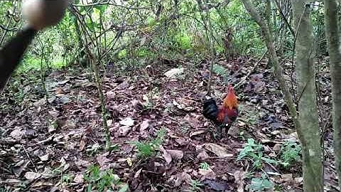 Dib qaib qus cuab tsig tsawg tsi mag khuv xim kawg