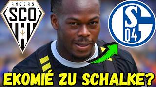S04: Jacques Ekomié wird plötzlich Thema bei Schalke und das überrascht viele Fans jetzt