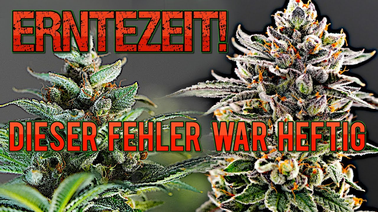 GrowFinale - Späte Blüte, Trichome checken & Ernte Pink Banana Runtz / Slush Mint Cake Vivosun Setup