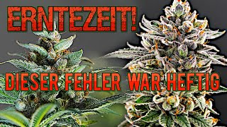 Grow Finale - Late Flower, Checking Trichomes & Harvest Pink Banana Runtz / Slush Mint Cake Vivos...