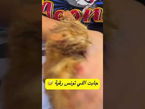 يسرا كوين جابت يطو اللي تونس رقية