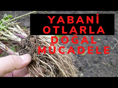 Video: Yabani Otlardan Sağlıklı Tahıllara