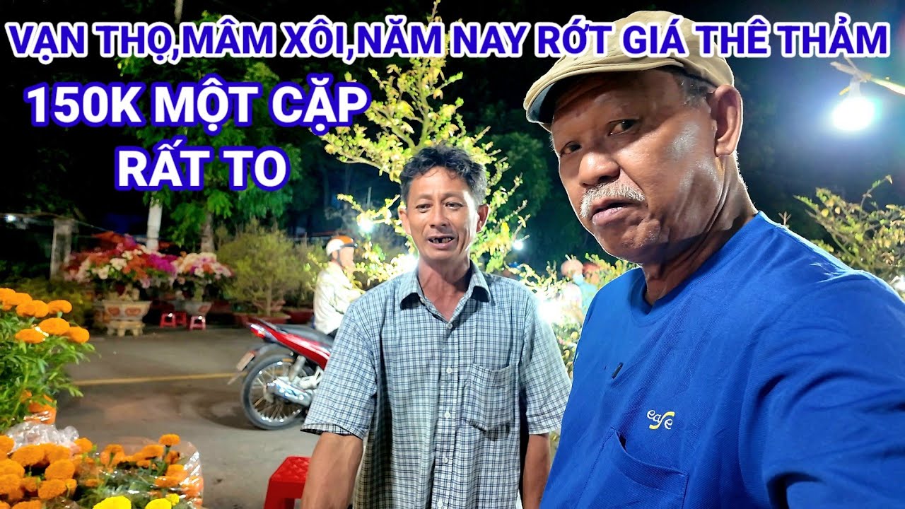 Vạn Thọ, Cúc Mâm xôi,Năm Nay rớt Giá Bán Rất rẽ Xuân 2026