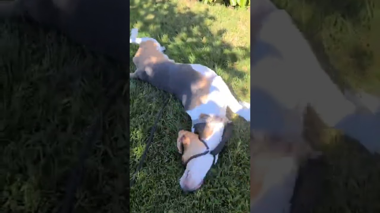 Go Sniff!!! Because friends let friends sniff grass. ;)  