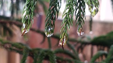 Nature WhatsApp Status | Nature love | Nature Video | Rain drop