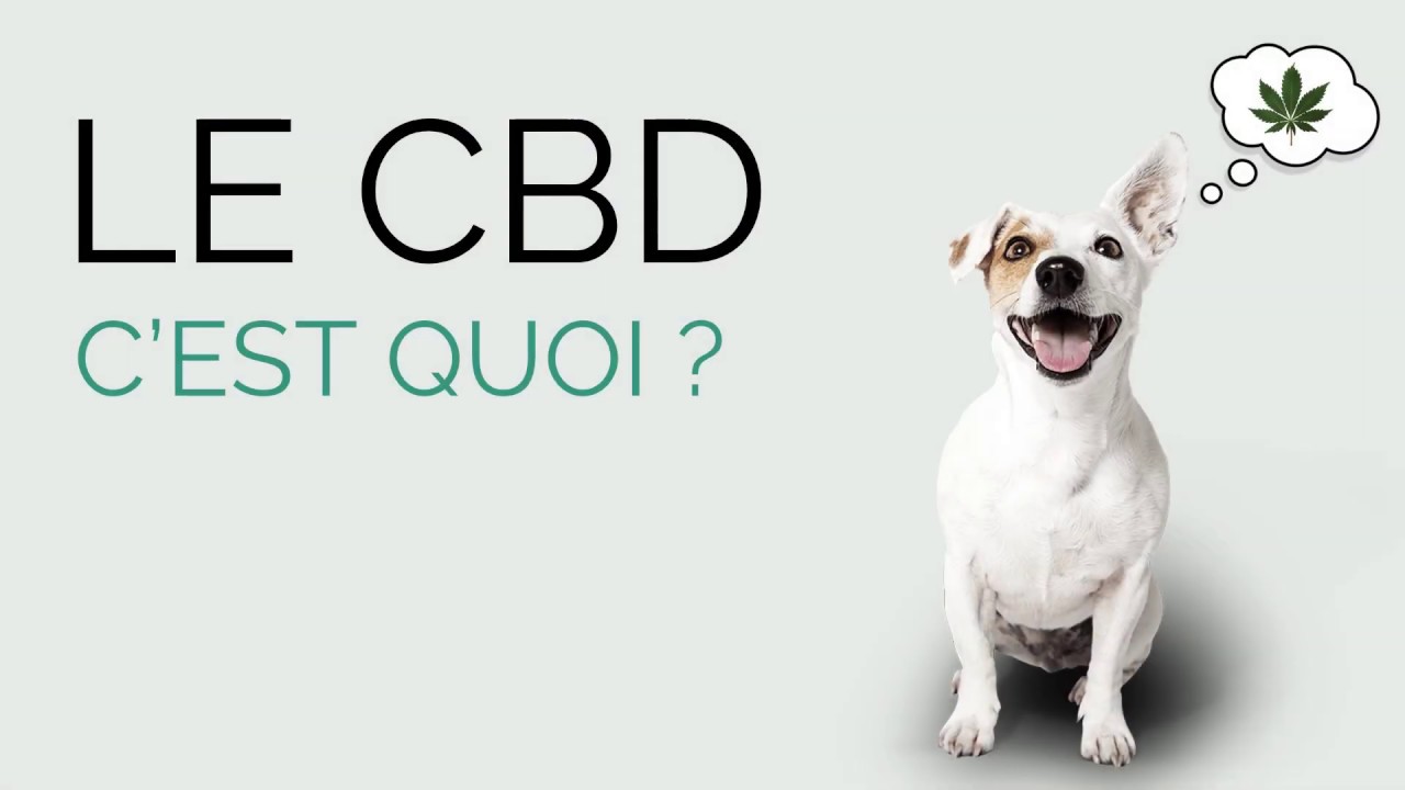 CBD : les vétérinaires donnent leur avis – Botaneo