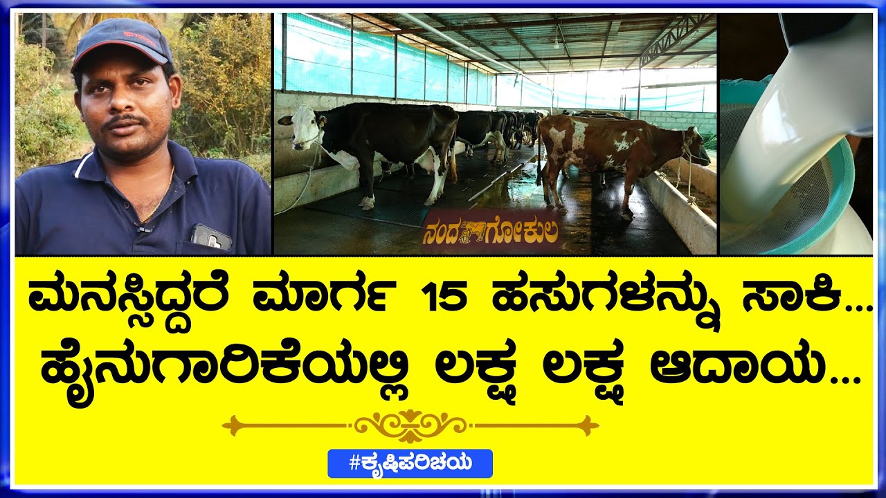 Dairy Farming in Karnataka ಶ್ರಮಕ್ಕೆ ತಕ್ಕ ಪ್ರತಿಫಲ ತಂದುಕೊಟ್ಟ ಹೈನುಗಾರಿಕೆ ಉದ್ಯೋಗ ...#ನಂದಗೋಕುಲಡೇರಿಫಾರ್ಮ್