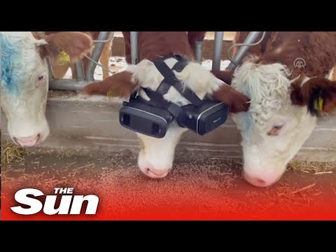 Cows fitted with virtual reality goggles in bizarre farming stunt.