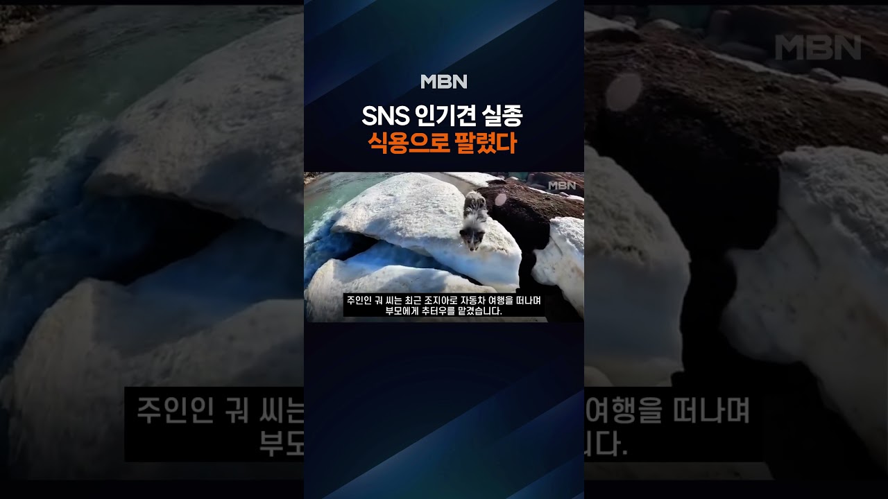 '150만 팔로워' 보더콜리, 4만 원에 개고기탕으로…중국 '발칵' [포크뉴스]