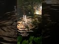 Duck Romancing With His Partner