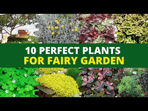 Vidéo: Plant Ideas For A Fairy Garden - Plantes qui attirent les fées dans le jardin