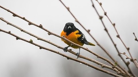 Hedging with Interest Rate Futures and Options